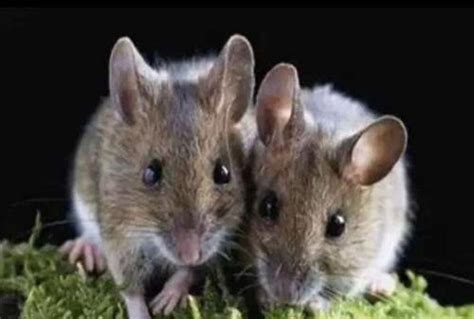 别人在实验室养老鼠，这群科学家却在城市里抓起了耗子| 果壳 科技有意思