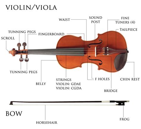 violin parts illustration | Violin, Violin beginner, Violin music