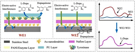A Critical Overview of Enzyme-Based Electrochemical Biosensors for L ...