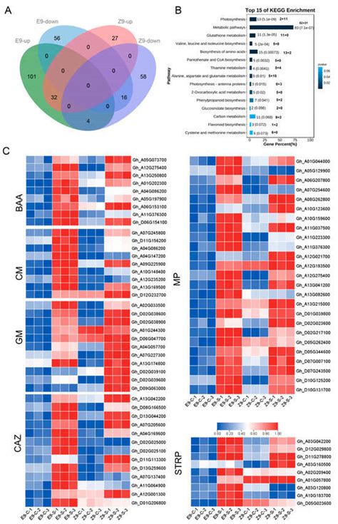 Evaluation of Salt-Tolerant Germplasms and Identification of Salt ...