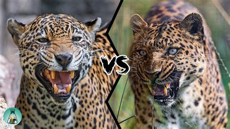 Leopard Vs Jaguar Indian Leopard Vs. Amur Leopard Vs. African Leopard