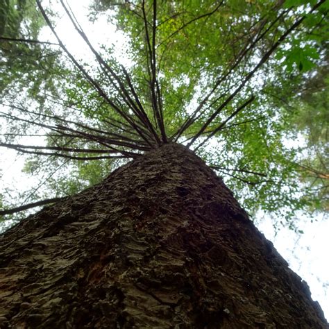 Tree view Tutorial 的图像结果