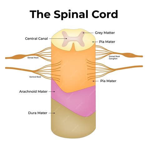 Central Canal Of Spinal Cord
