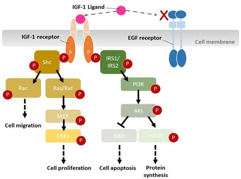 Sustained Release of Insulin-Like Growth Factor-1 from Bombyx mori L ...