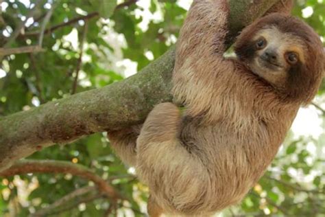 Tropical Rainforest Animals And Plants