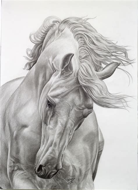 Realistic Pencil Sketch Of A Horse Time Lapse How To Draw