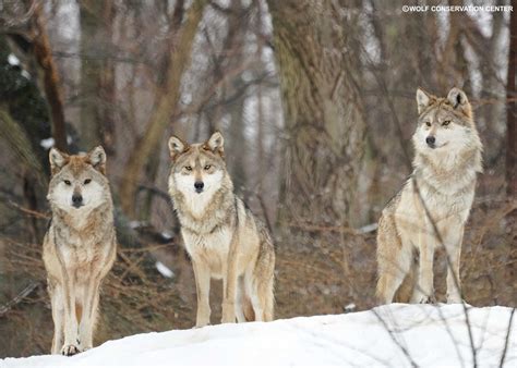 Types of Wolves - A-Z Animals
