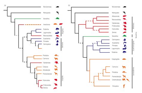 Image result for Phylogenetic Tree Examples