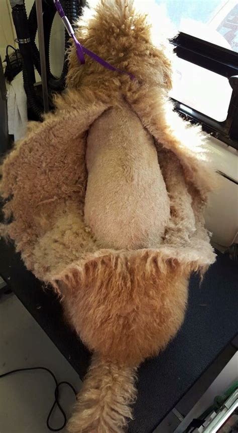 Moulting in Cats and Dogs - Shanklin Pet Stores Isle of Wight