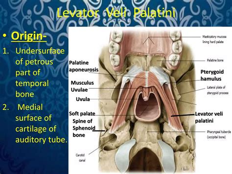 Levator Veli Palatini