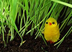 Image result for Chick Play Pattern