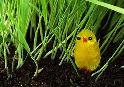 Image result for Baby Chick Toys