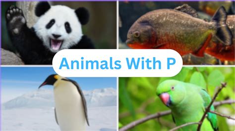 399 Animals That Start With The Letter "P" - Mothers Always Right