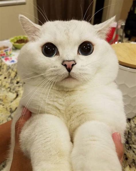 kucing lucu dan imut