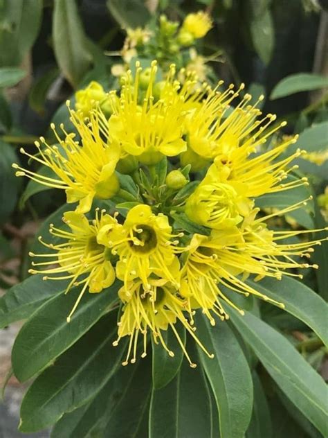 Chitra Garden First Love Yellow Flower Live Plant (Xanthostemon ...
