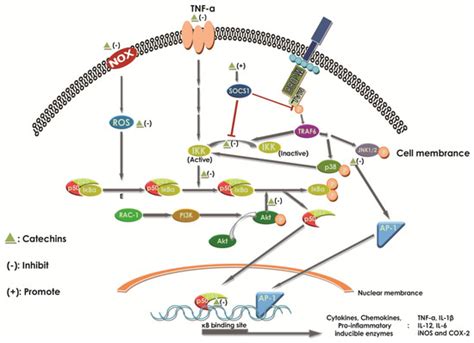 Catechins and Their Therapeutic Benefits to Inflammatory Bowel Disease