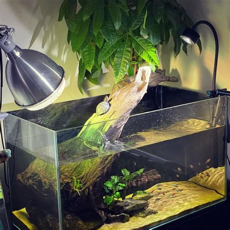 Image result for Turtle Habitat Setup