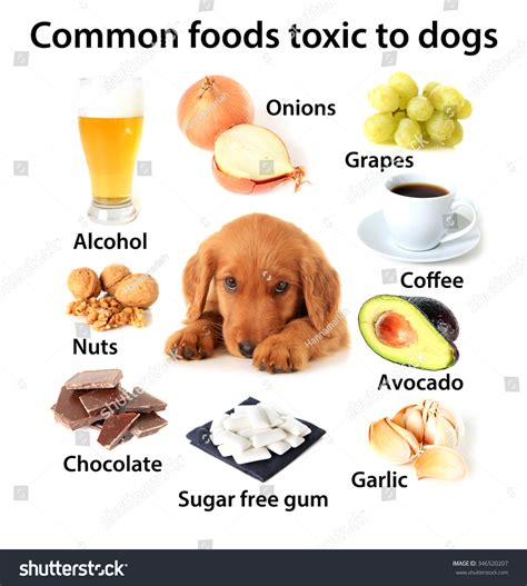 Toxic Foods For Dogs Printable