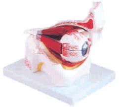 SCIENTIFIC AIDS :: Anatomical Models