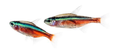 Two cardinalis fish or cardinal tetra isolated on white | Premium Photo