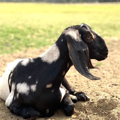 Mini Nubian Does — Mornin' Glory Farm