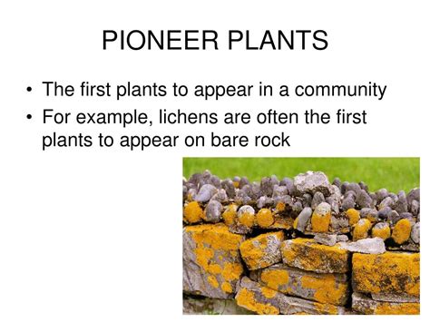 Image result for Example of Succession