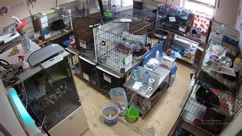 Веб камера Приют для котов "Муркоша", Animalslife, Россия - Онлайн