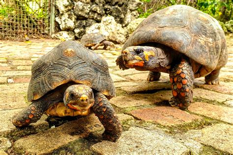Top 10 Amazing Barbados Animals | Barbados Wildlife | Inspiring Travel