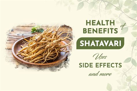 Benefits of Shatavari, its uses, side effects, and more