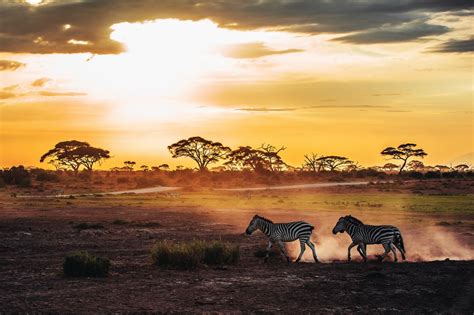 肯尼亚的Safari之旅 - 知乎
