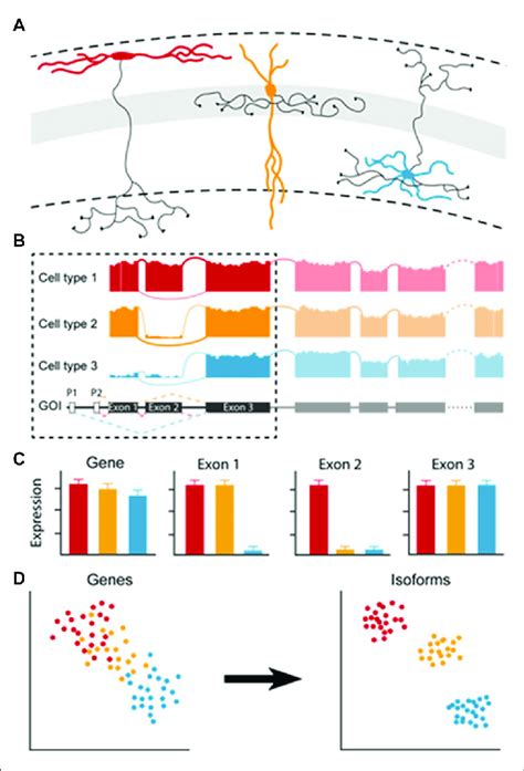 Image result for Cell Type Gene Expression