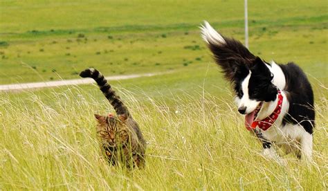 Train Your Border Collie Dog to Stop Chasing Cats