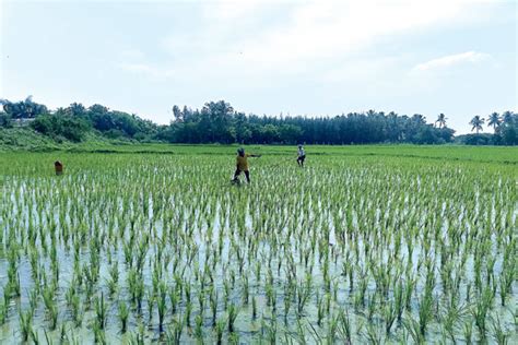 Allow agri work also under MGNREGS to counter labour shortage, say ryots