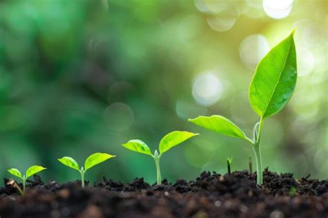 Image result for Plant 3D Python Script