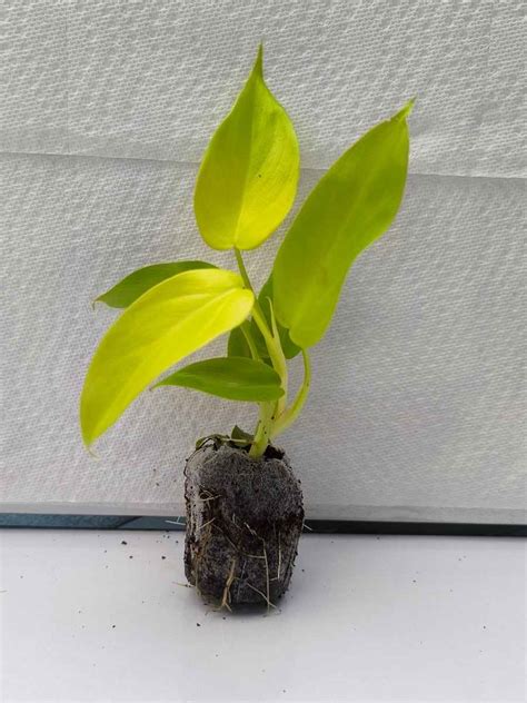 Philodendron Golden Violin (Tissue Culture Plant in Jiffy bag ...