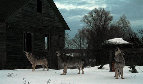 Chernobyl’s Wild Comeback: How Foxes, Bears and Bison Returned 40 Years ...