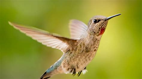 Download wallpaper 2048x1152 calypte anna, hummingbird, bird, flight ...