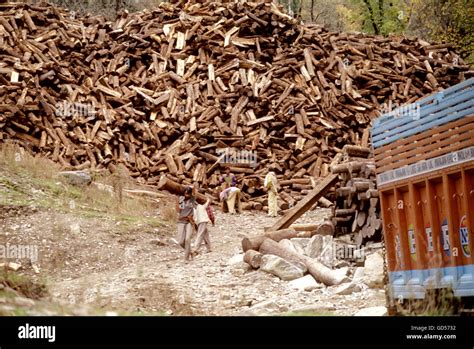 Image result for Felling of World Famous Tree