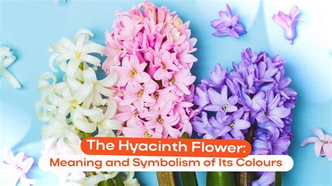 Hyacinth’s Meaning and Symbolism: What Do the Colors of the Hyacinth ...