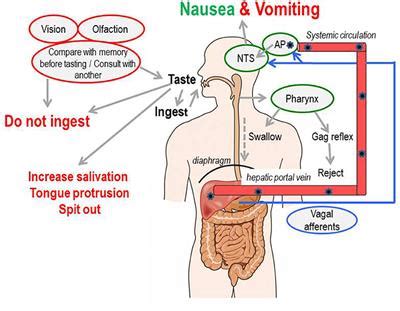 Vomiting: Causes and Mechanism - Overall Science