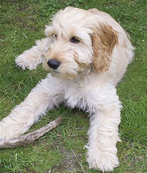 Image result for White Cockapoo