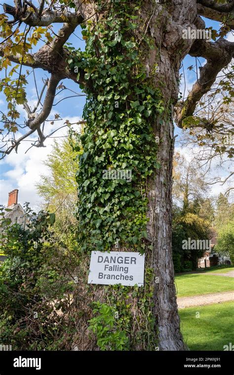 Danger Tree Sign 的图像结果