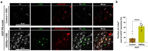 DDC-Promoter-Driven Chemogenetic Activation of SNpc Dopaminergic ...