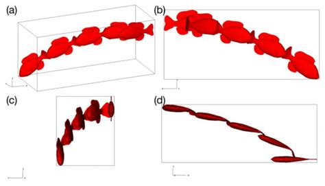 Decoding the Relationships between Body Shape, Tail Beat Frequency, and ...