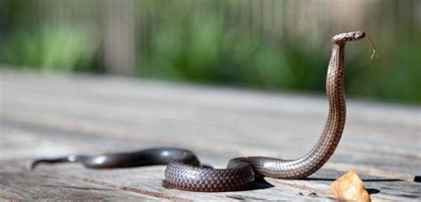 Live Snake Traps 的图像结果