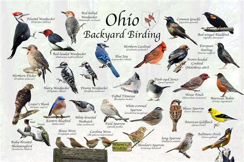 Birds of Ohio Backyard Birding Identification Picture Print/ Great ...