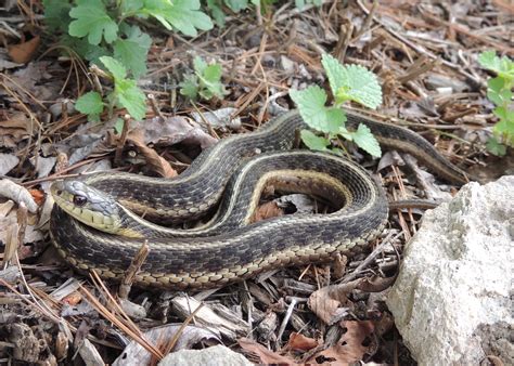 Image result for A Snake Using a Computer