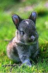 Image result for Cute Wild Baby Bunnies