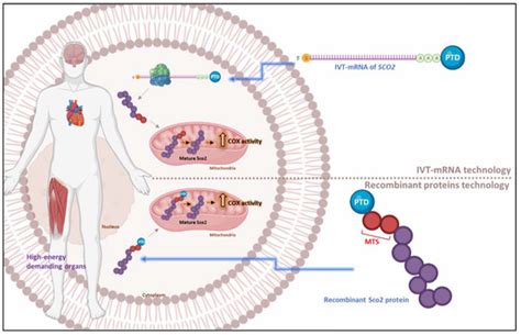 Pharmaceutics | Special Issue : mRNA-Based Protein Replacement Therapy
