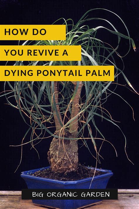 How to care for a ponytail palm a growing guide – Artofit